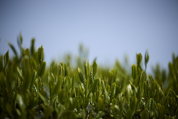 【期間限定プラン】新茶の季節到来！茶処静岡・川根の新茶旅